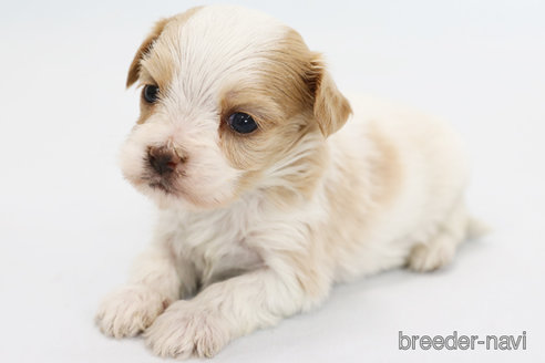 成約済の神奈川県のミックス犬-242298の1枚目